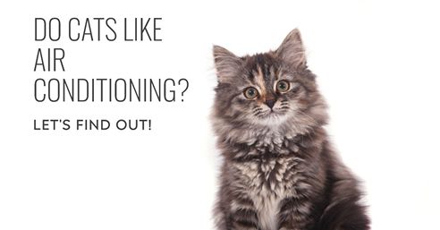 do cats like air conditioning